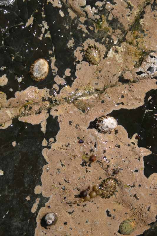 Nieuw-Zeeland 2011 - 1822